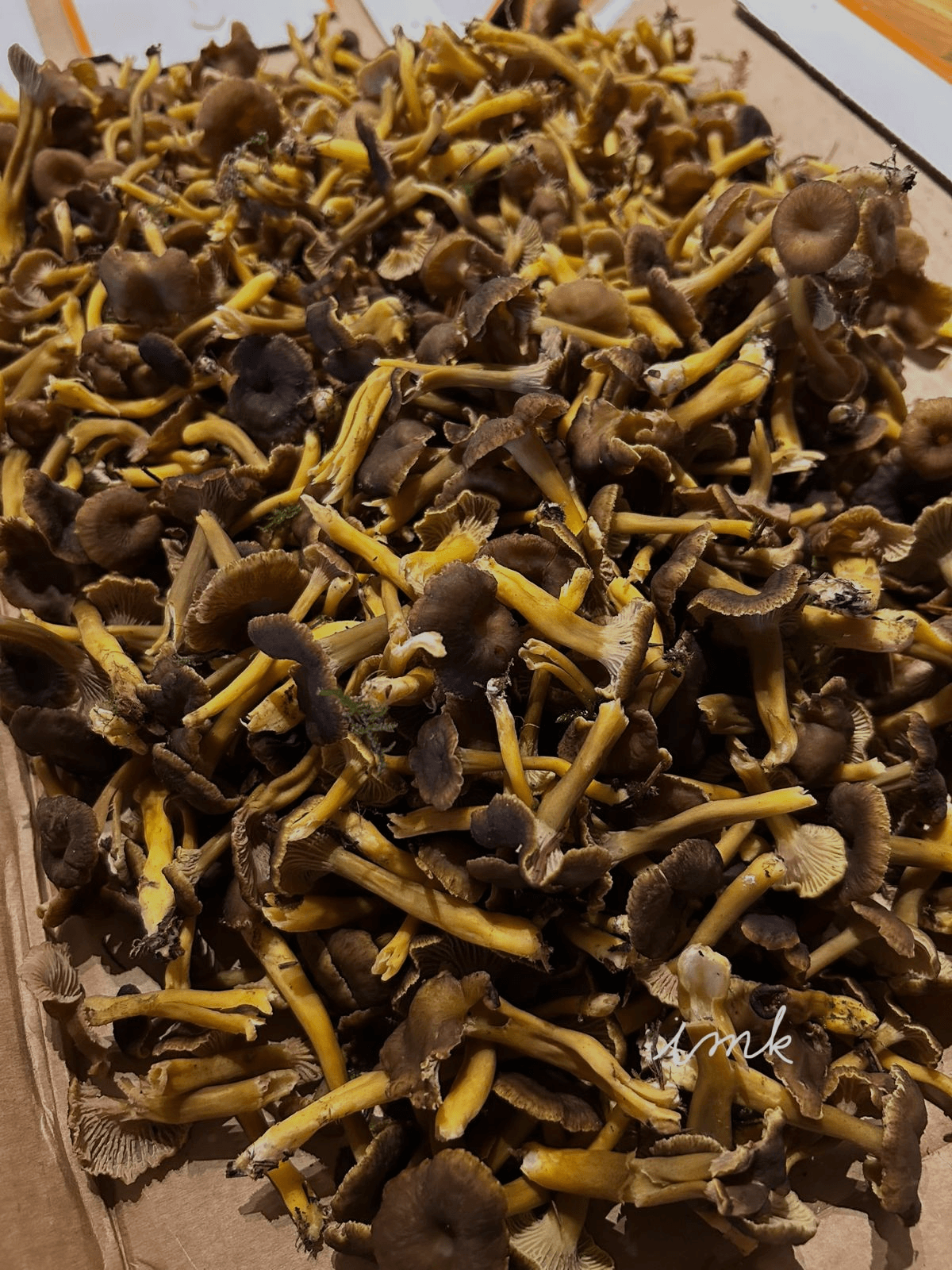 Freshly foraged chanterelle mushrooms in wooden crate