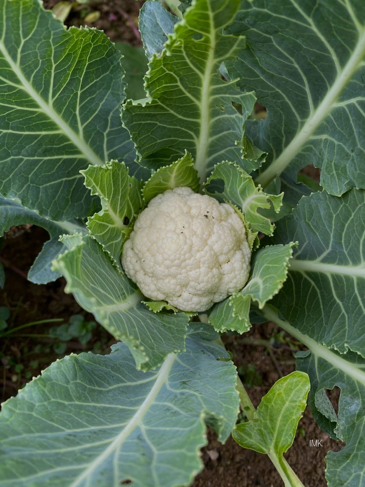 Fresh organic cauliflower cabbage head in garden